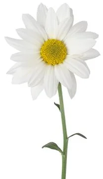 Daisy flower isolated on white with partial clipping path Stock Photos