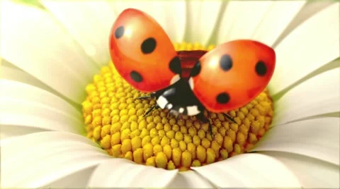 Daisy flower with a ladybird 스톡 동영상 11019825