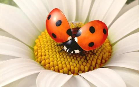 Daisy flower with a ladybird Stock Illustration