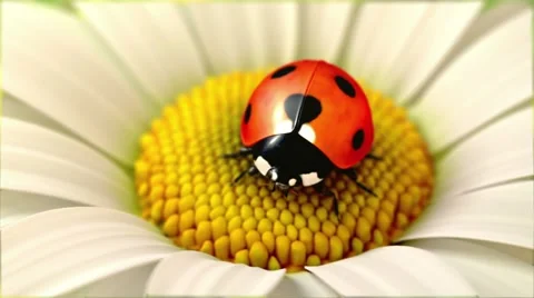 Daisy flower with a ladybird (version with a swinging  flower) Stock-Footage 11058593