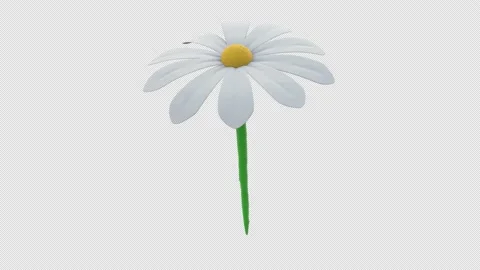 Daisy Flower Loop Stock Footage 197526385