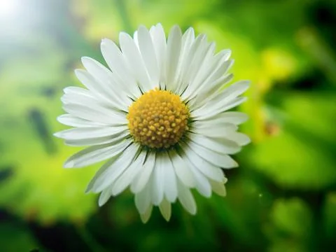 Daisy Flower Macro Stock Photos