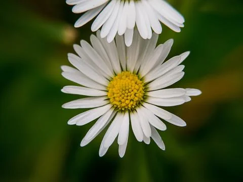 Daisy Flower Macro Stock Photos
