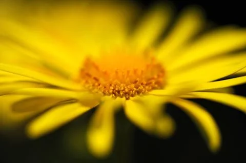 Daisy flower macro Stock Photos