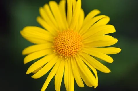 Daisy flower macro Foto stock