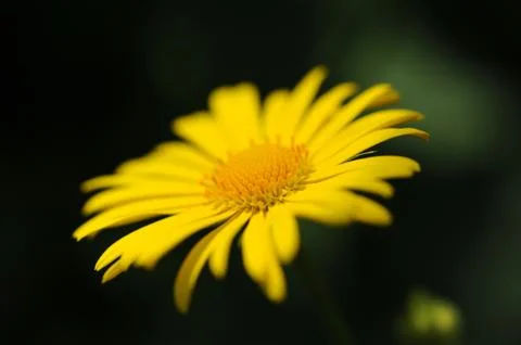 Daisy flower macro Foto stock