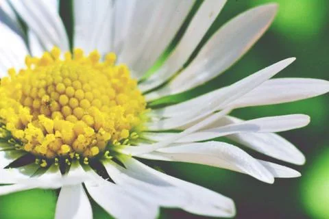 Daisy flower in a macro view Фото