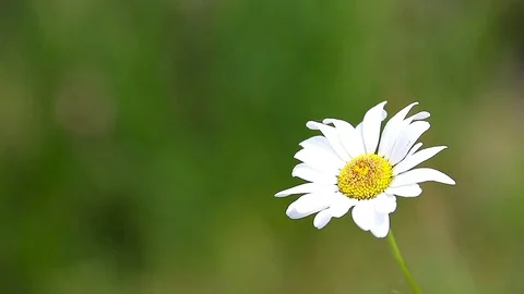 Daisy flower moved by the wind in spring Stock Footage 84547996