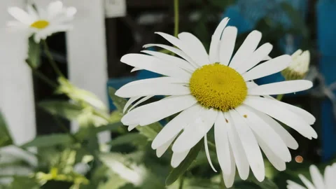 Daisy Flower in Nature Stock Footage 268560797
