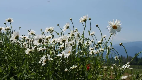 Daisy flower patch closeup slider shot with Mt. Hood mountain in the background Vidéo 104921107