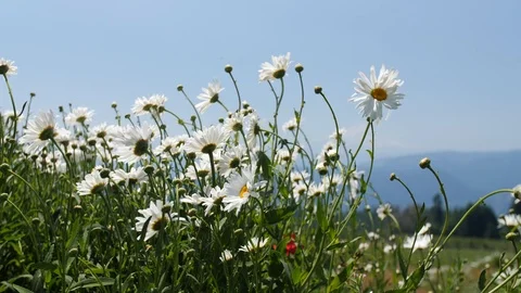 Daisy flower patch closeup slider shot rack focus to mountain in the background Stock Footage 104921175