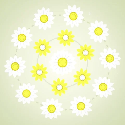 Daisy Flower Pattern Animation: Yellow and White Flowers in Circle, Nature .. Stock Footage 346282409