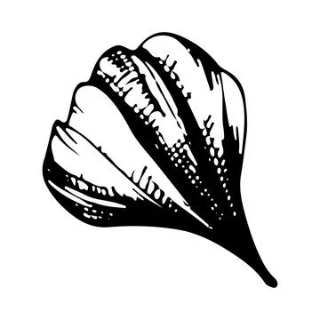 Daisy flower petal. Vector linear illustration. Black and white graphics. Stock Illustration
