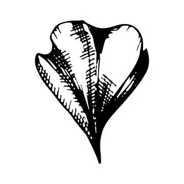 Daisy flower petal. Vector linear illustration. Black and white graphics. Illustrazione stock