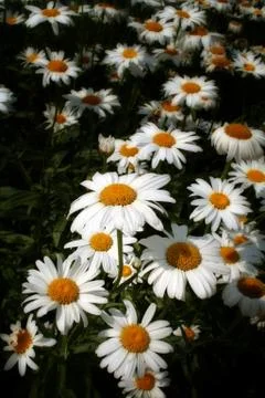 Daisy flower Stock Photos