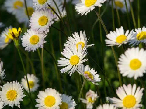 Daisy flower Stock Photos