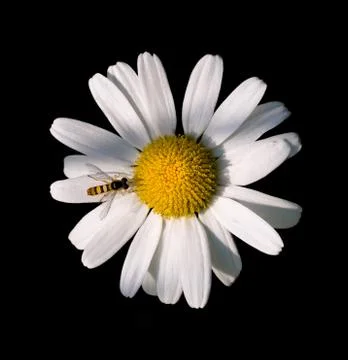 Daisy flower 스톡 사진
