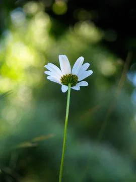 Daisy flower Foto stock