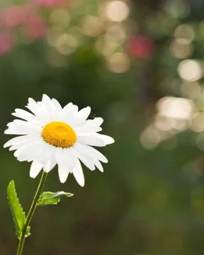 Daisy flower Foto stock