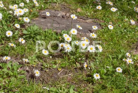 2948-33003 | Spring, Anemone Multicolor Floral Multicolor