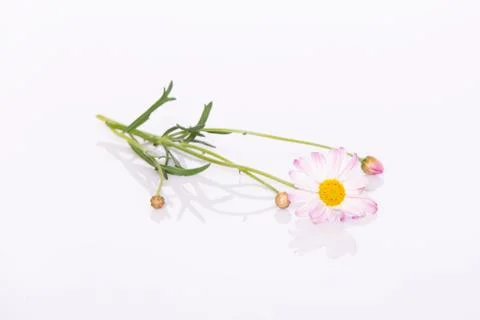 Daisy flower Stock Photos