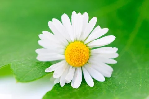 Daisy flower Stock Photos