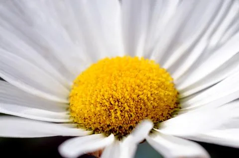 Daisy flower Stock Photos