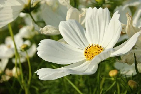 Daisy flower Stockfoto's