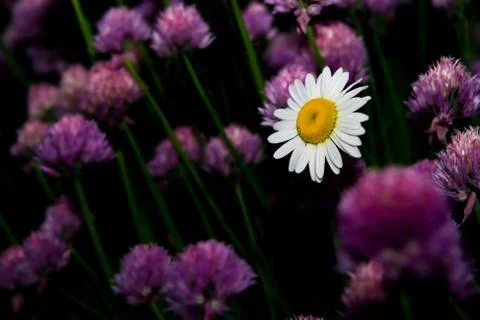 Daisy flower Stock Photos