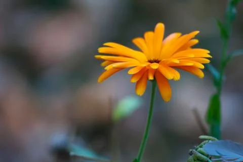 Daisy flower Stock Photos
