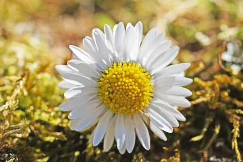 Daisy flower Foto stock