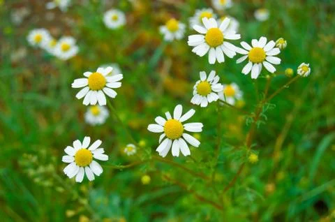 Daisy flower Stock Photos
