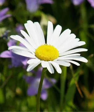 Daisy flower Stock Photos