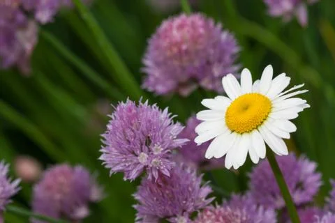 Daisy flower Stock Photos