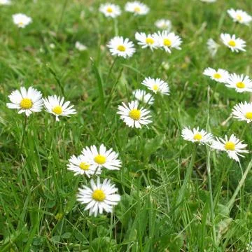 Daisy flower Stock Photos