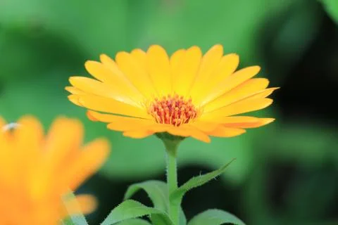 Daisy flower Stock Photos