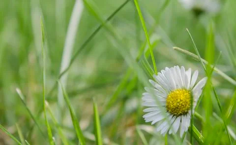 Daisy flower Stock Photos