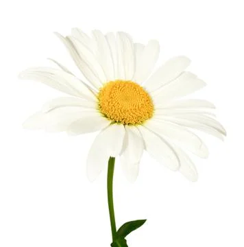 Daisy flower Fotos de archivo