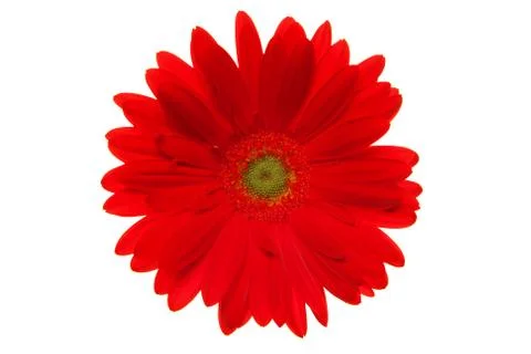 Daisy Flower Stock Photos
