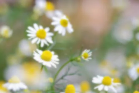 Daisy flower Stock Photos