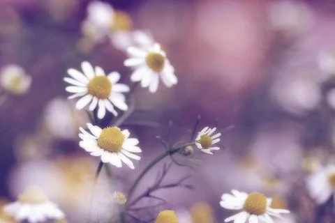 Daisy flower Stock Photos