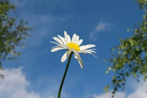 Daisy flower. Stock Photos