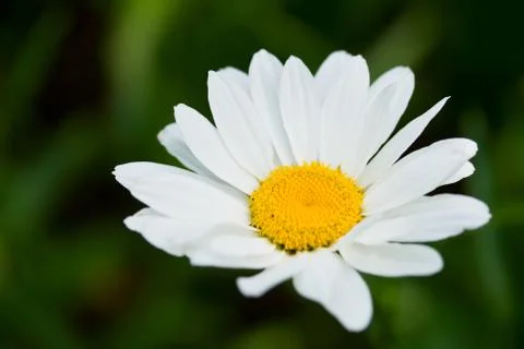 Daisy like flower Stock Photos