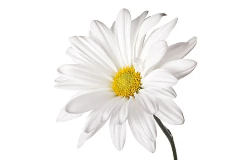 Daisy flower Stock Photos