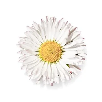 Daisy flower Stock Photos