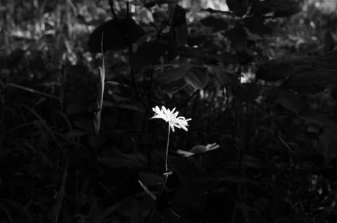 Daisy flower Stock Photos