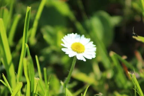 Daisy flower 스톡 사진