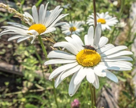 Daisy flower Stock Photos