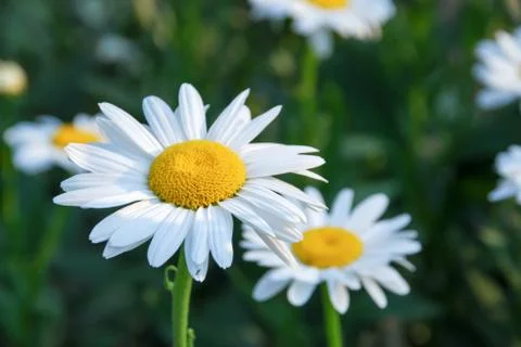 Daisy Flower Stock Photos
