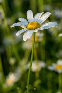 Daisy flower Stock Photos